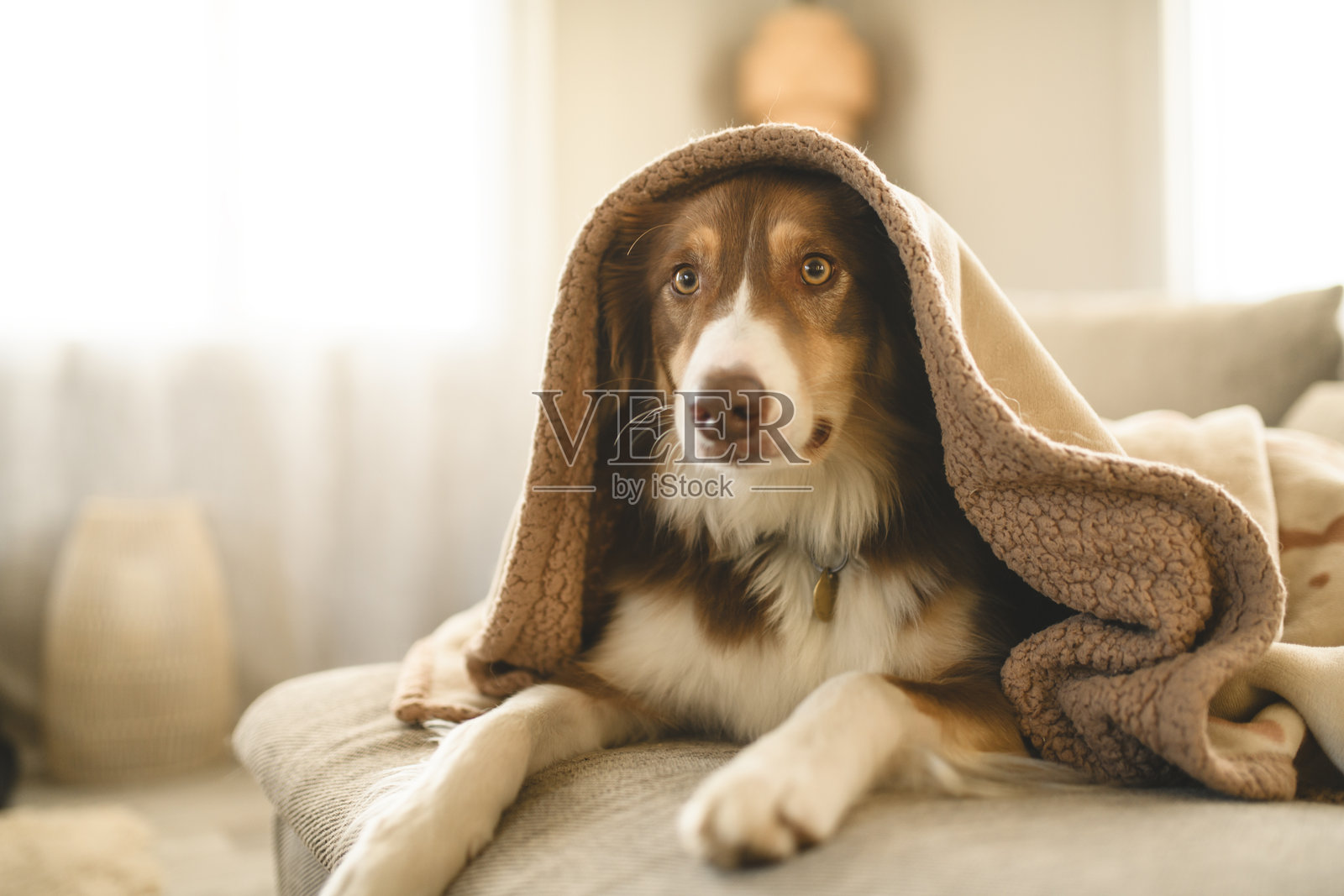 棕色澳大利亚牧羊犬在客厅的毯子下。照片摄影图片