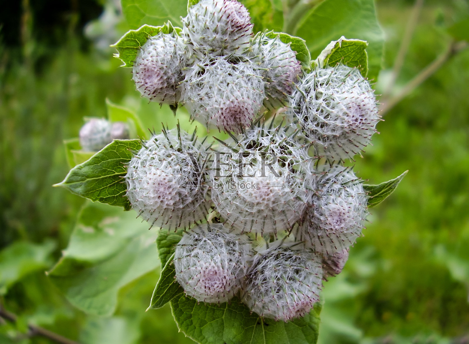 毛蓟特写镜头照片摄影图片