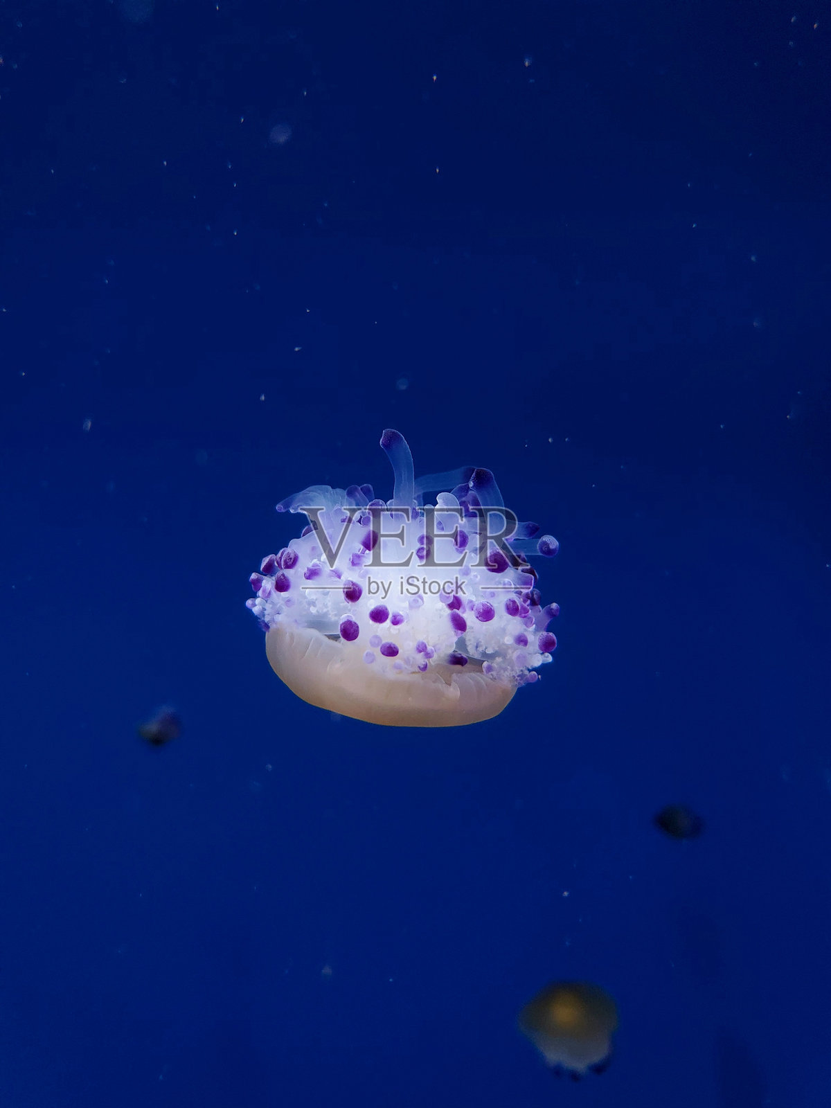 水母特写照片摄影图片