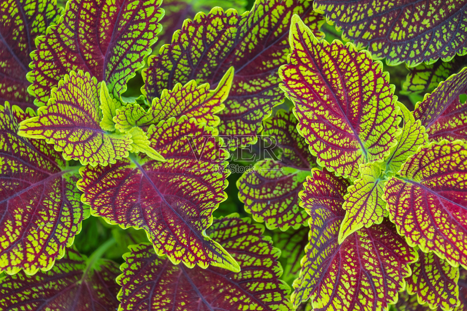 美丽明亮多彩的花叶万年青。背景是叶子。照片摄影图片