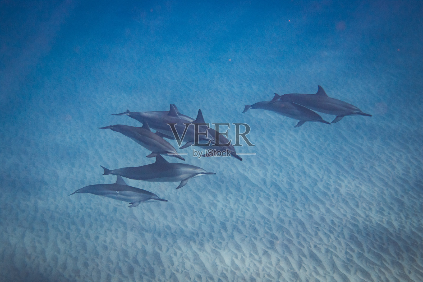 令人惊叹的旋转海豚在洁净的水域中照片摄影图片