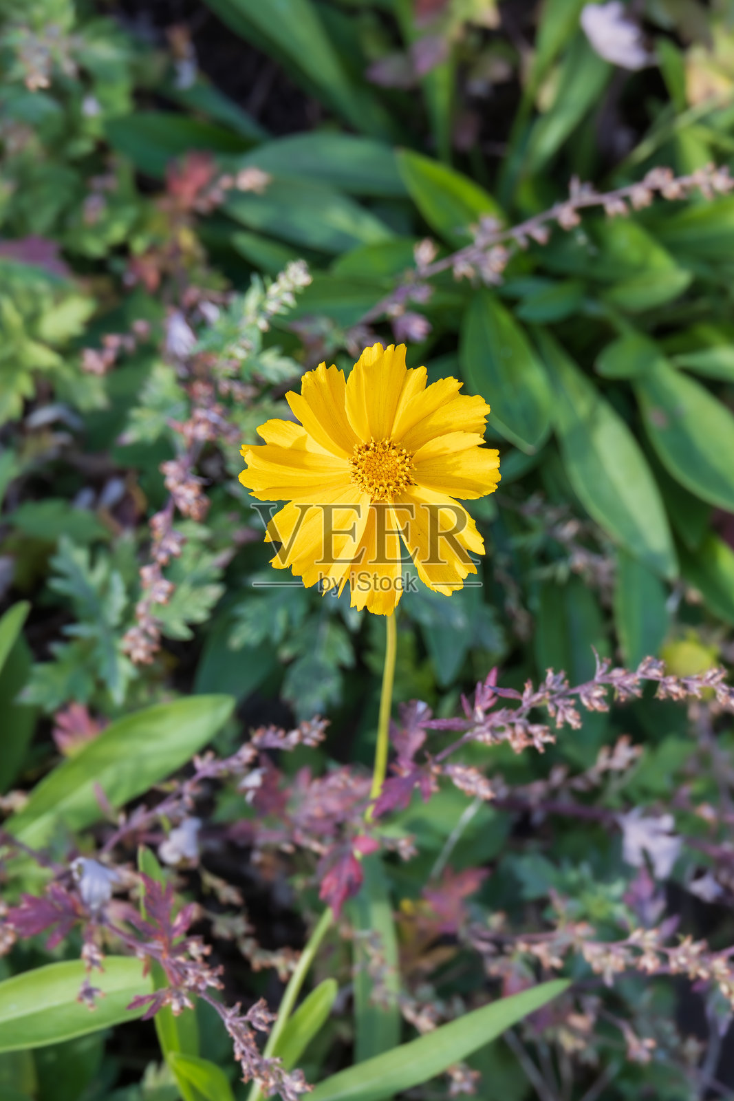 路边发现的长叶金鸡菊花。长叶金鸡菊，长叶小花，长叶金鸡菊，沙金鸡菊。照片摄影图片