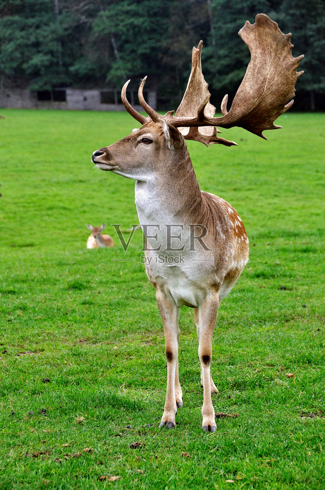 梅花鹿照片摄影图片