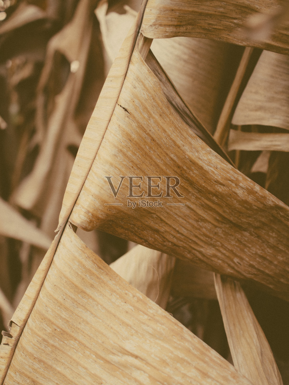 香蕉叶照片摄影图片