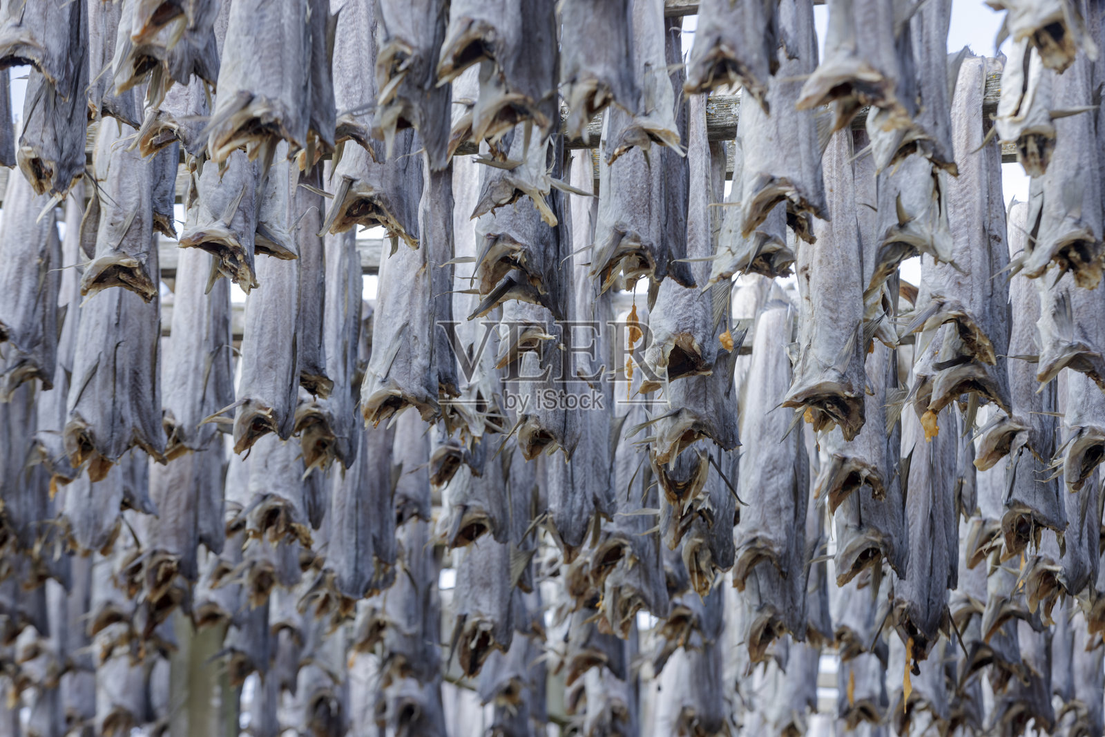 在挪威洛弗敦群岛上晾干的鳕鱼挂在架子上照片摄影图片