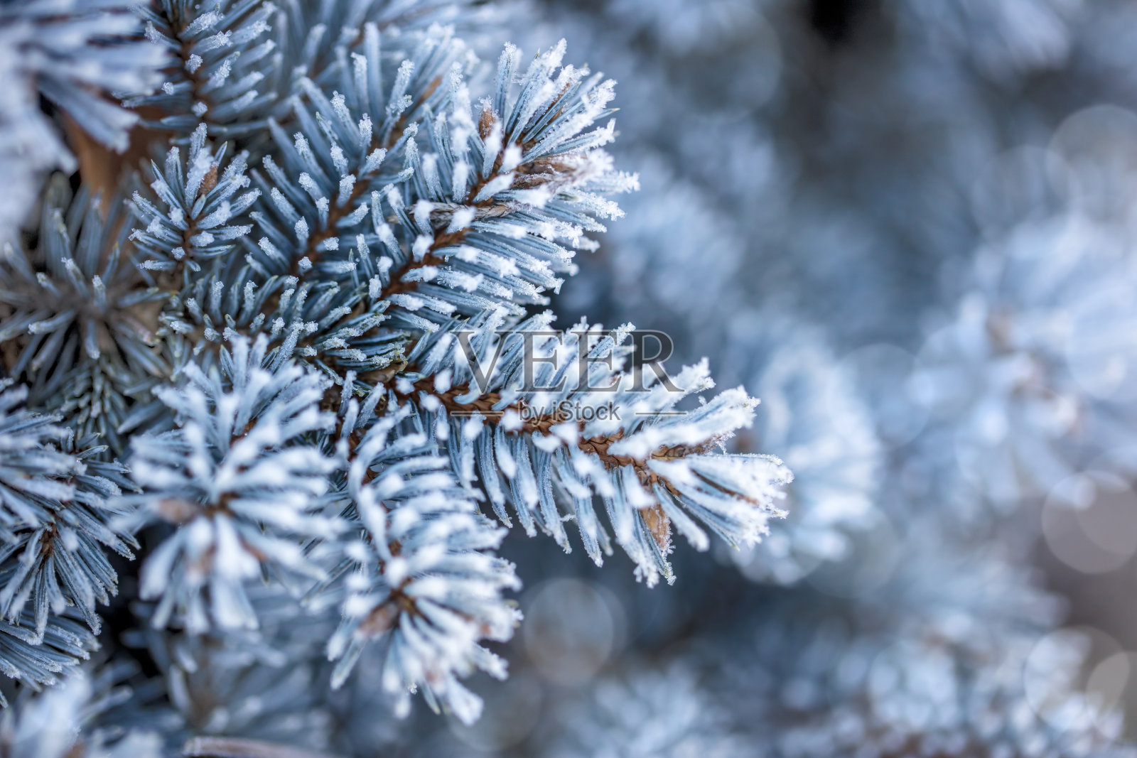 被霜冻包裹的蓝云杉树枝照片摄影图片