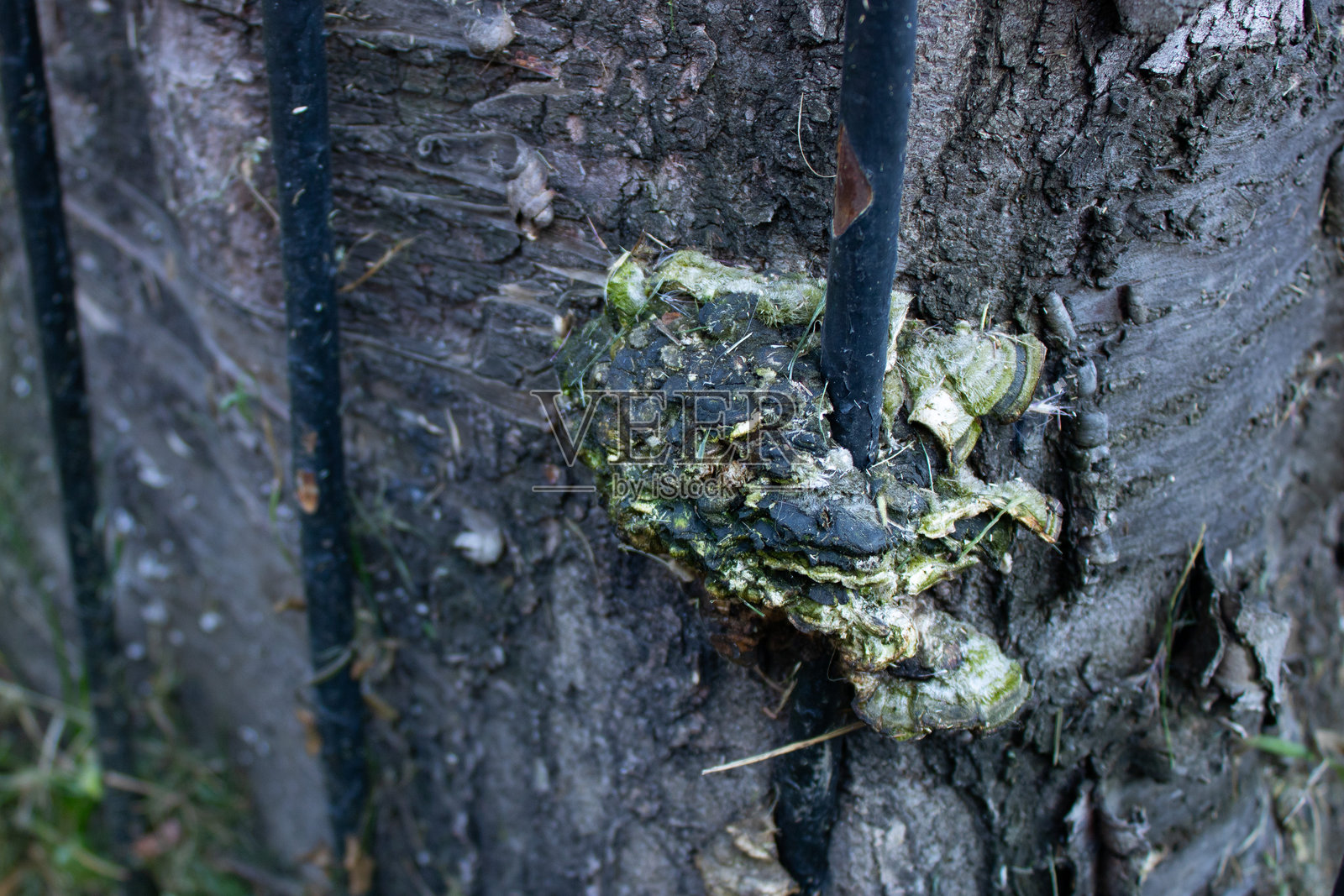 树皮上长满苔藓和铁杆照片摄影图片