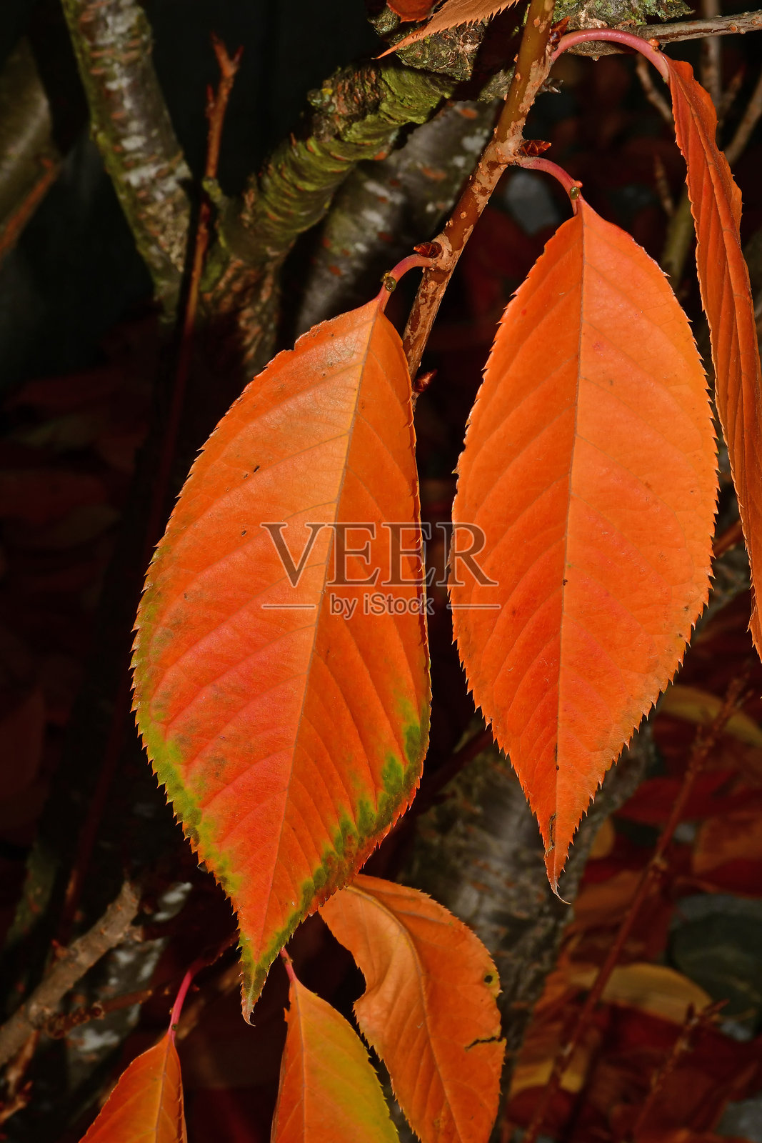 逆光下的秋季色彩的山毛榉叶照片摄影图片