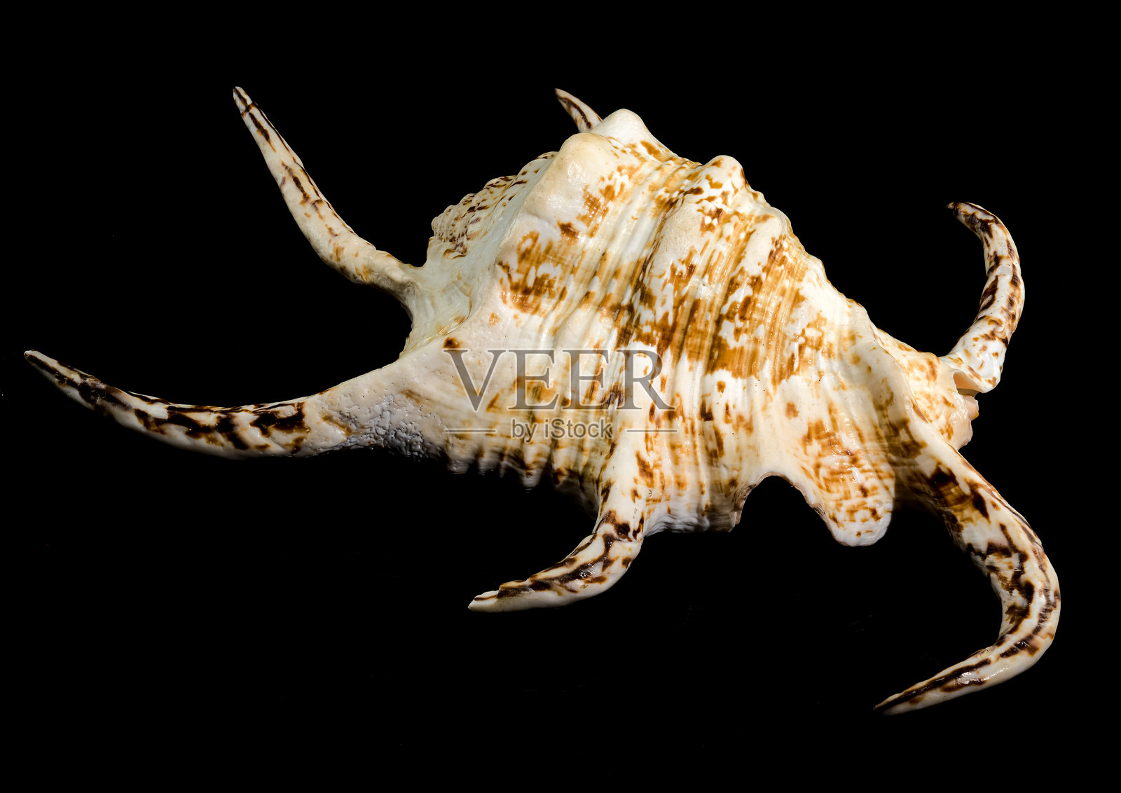 黑色背景上的蜘蛛海螺壳照片摄影图片