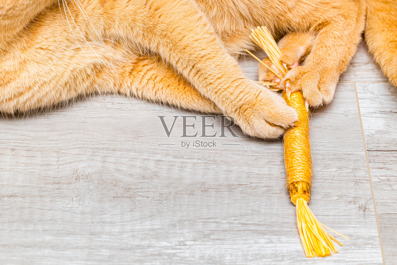 姜黄色猫咪在玩马塔塔比棒，特写镜头。照片摄影图片