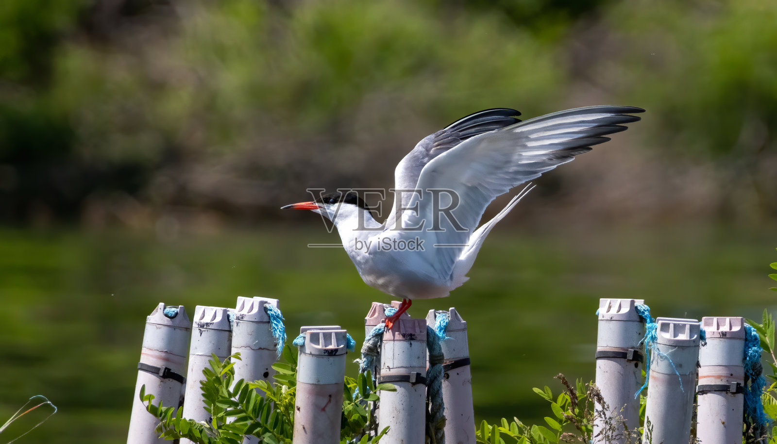 普通燕鸥（Sterna hirundo）在自然栖息地中照片摄影图片