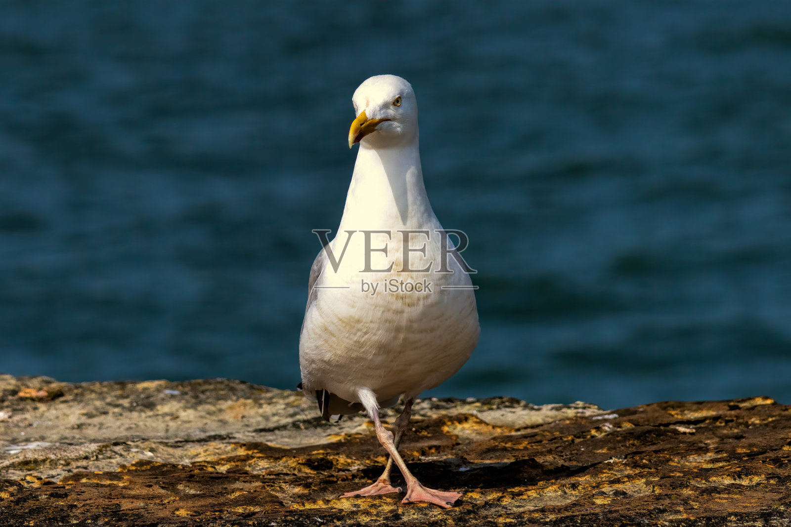 蓝色背景下的银鸥特写照片摄影图片