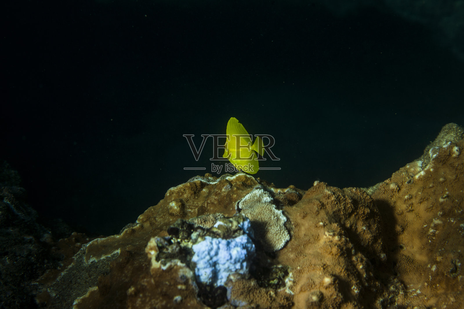 在夏威夷珊瑚礁上浮潜照片摄影图片