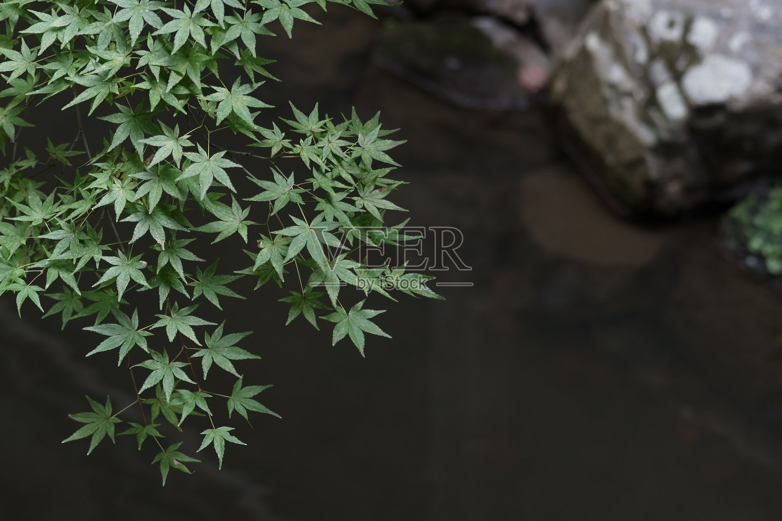 枫叶照片摄影图片