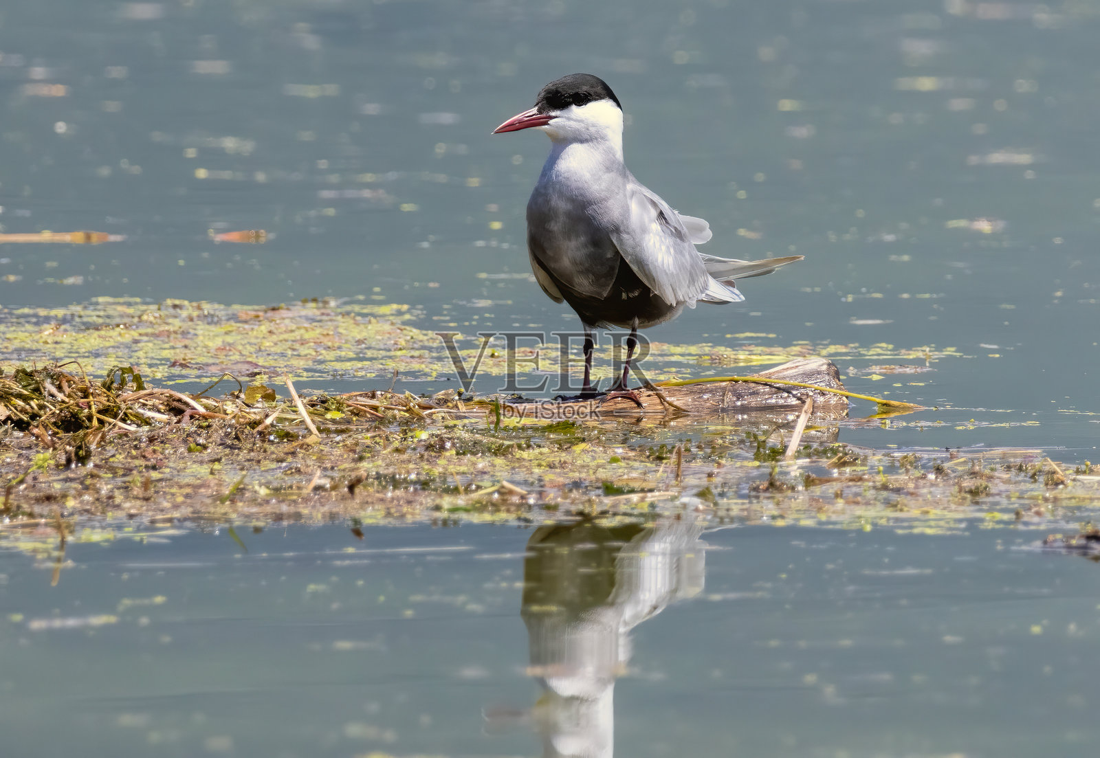 胡须燕鸥在自然栖息地中照片摄影图片