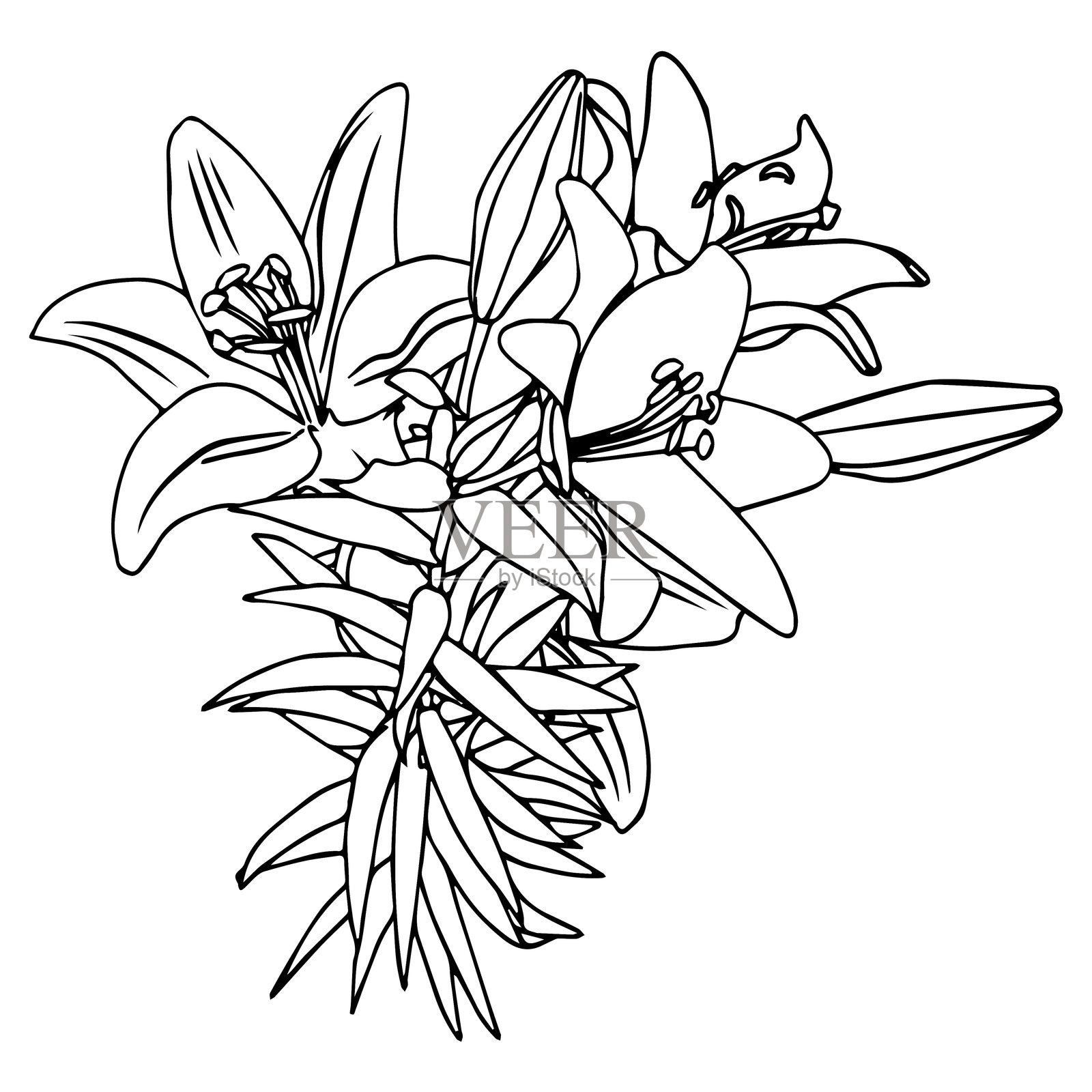 涂鸦风格的百合花束。白色背景上的镂空插图。插画图片素材