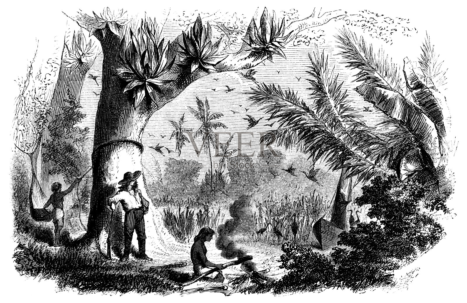 在蚊子海岸的泻湖边搭建营地 - 19世纪插画图片素材