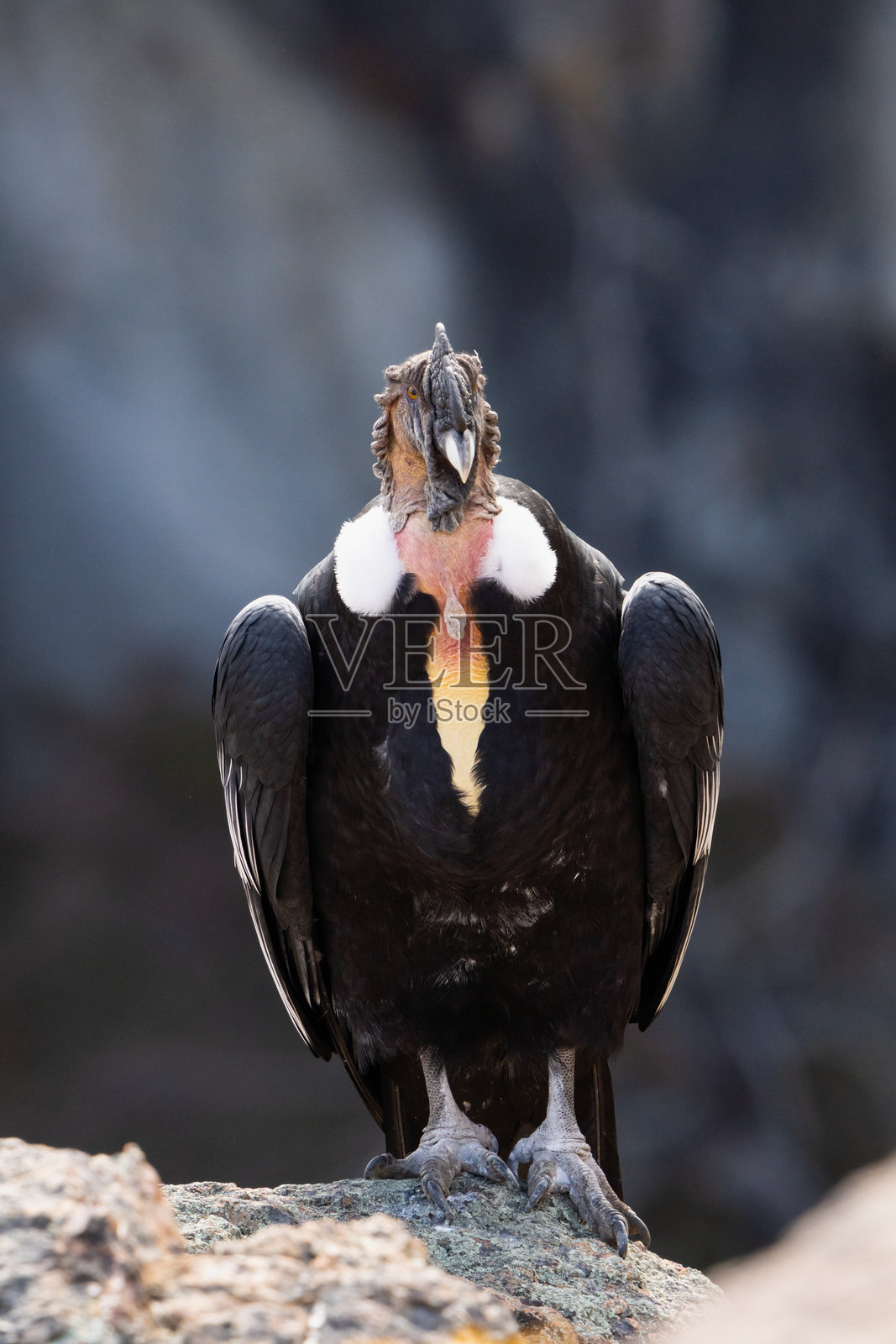 深色背景的安第斯秃鹰全身肖像。照片摄影图片