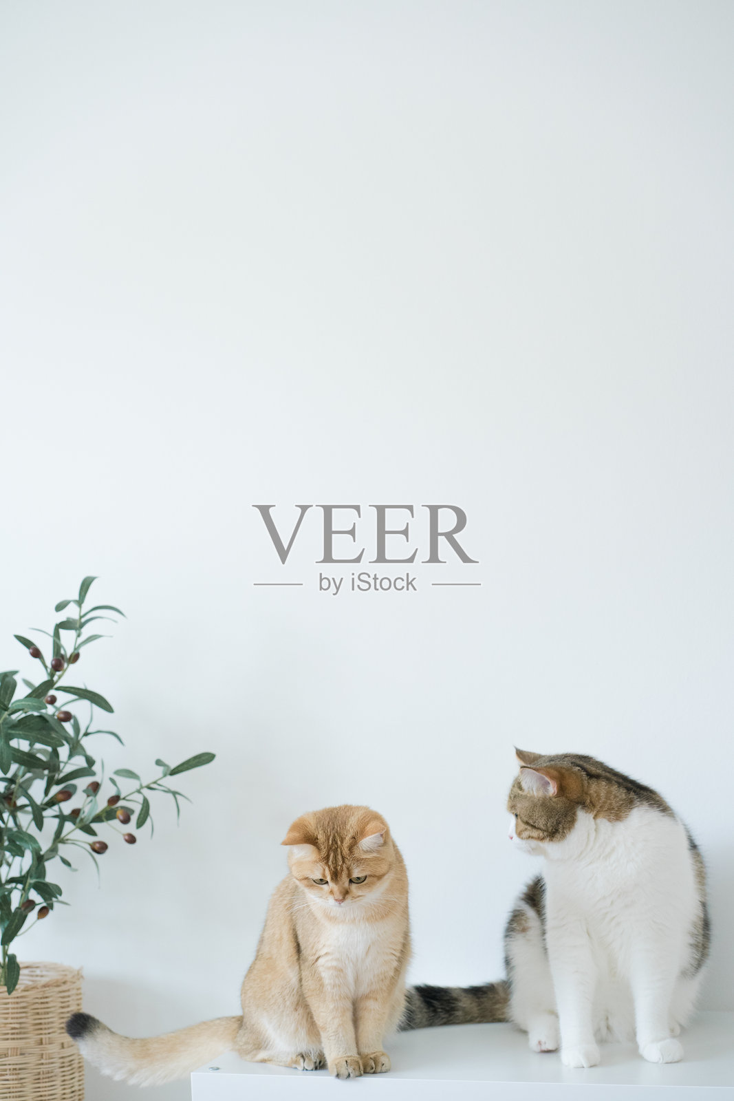 金色的英国小猫和棕色的苏格兰虎斑猫在客厅玩耍照片摄影图片