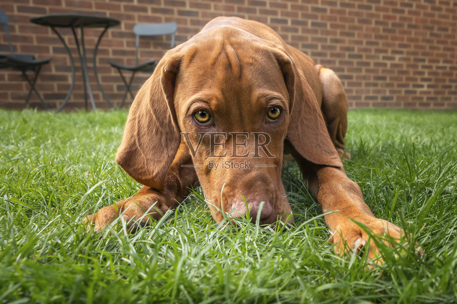 维兹拉小狗直视着躺在花园里的摄像机照片摄影图片