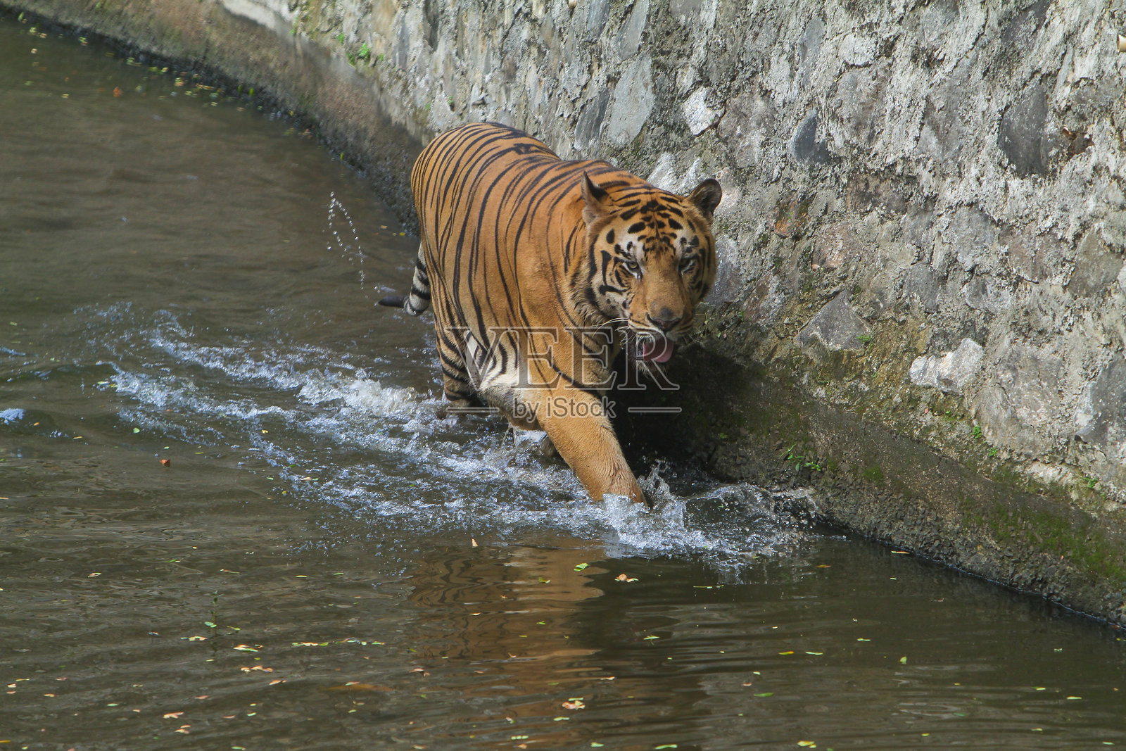 老虎照片摄影图片