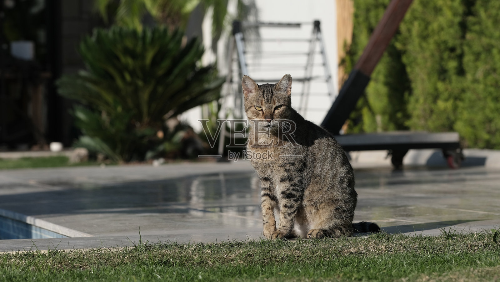 可爱的猫在房子的花园里照片摄影图片