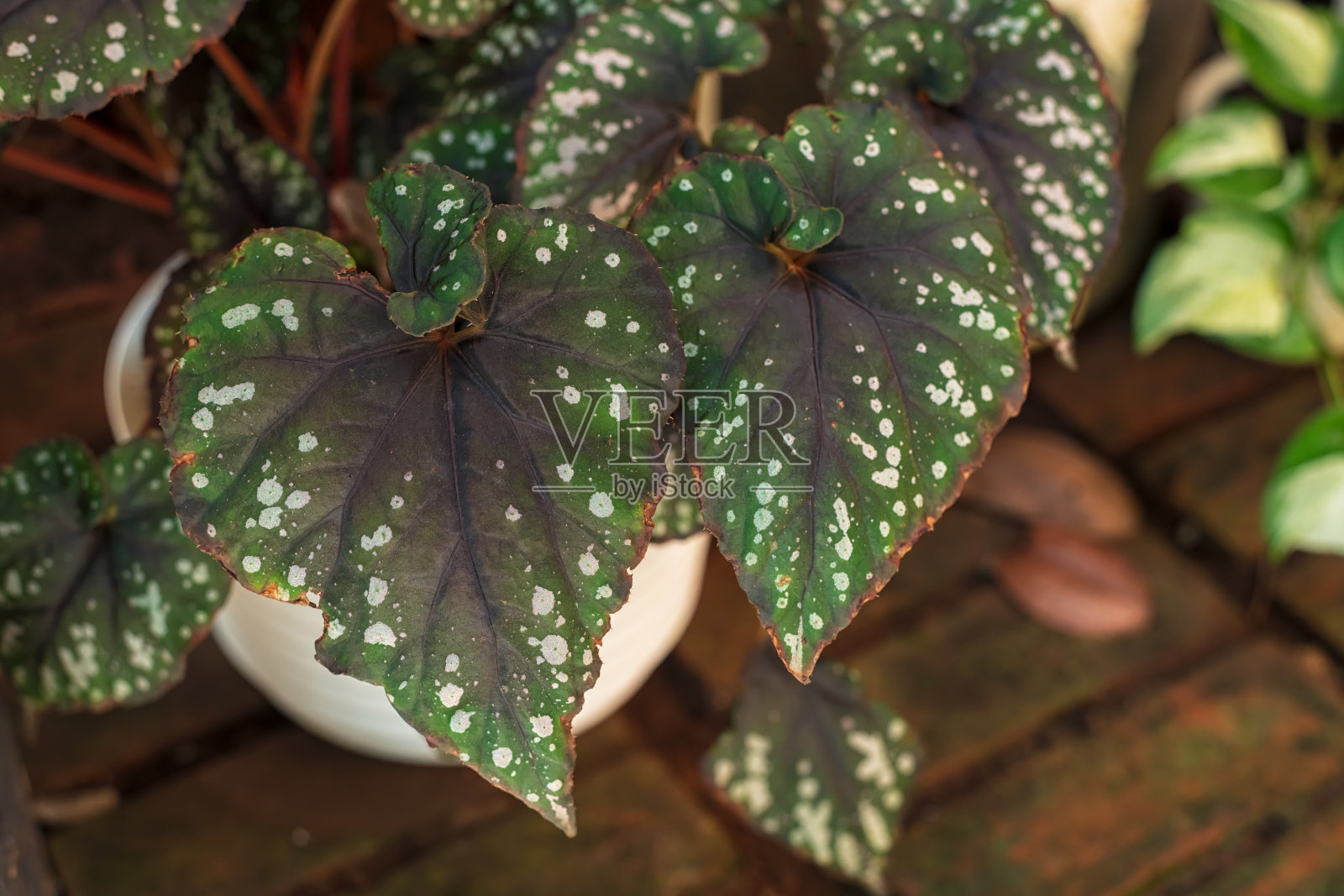 波点秋海棠（Begonia Maculata）植物照片摄影图片