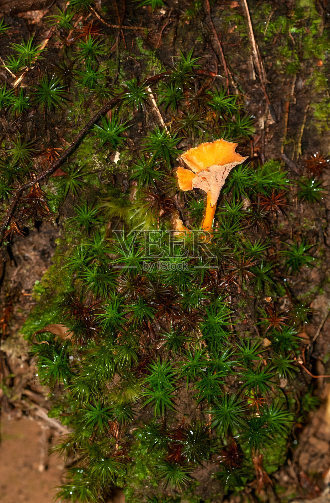 黄喇叭菇（Cantharellus cibarius）生长在田纳西州山脉潮湿肥沃的森林地面上的泥炭苔藓中。垂直构图。照片摄影图片