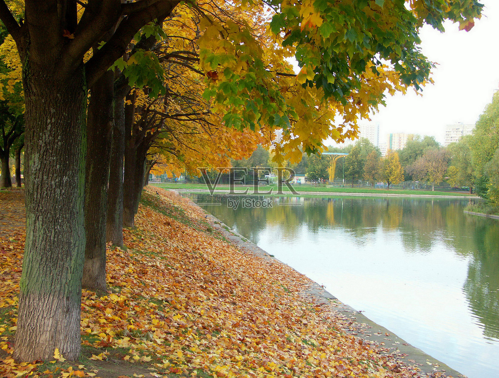 枫树小道照片摄影图片