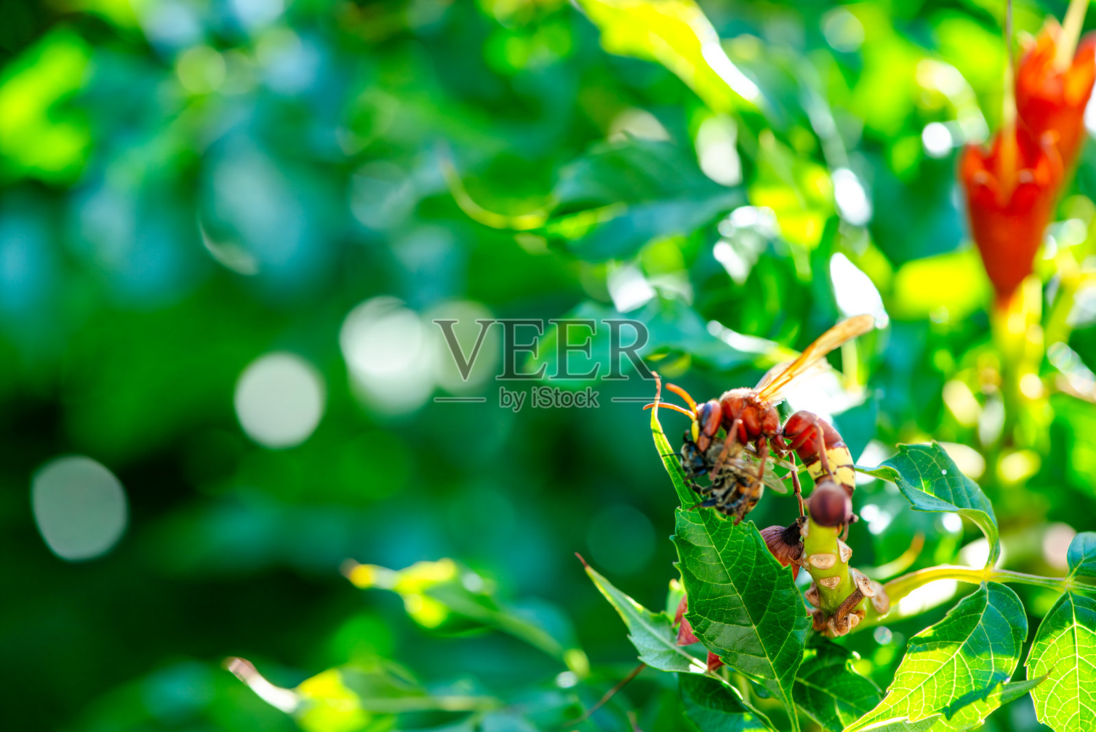 惊人的捕食：黄蜂捕食蜜蜂的微距照片照片摄影图片