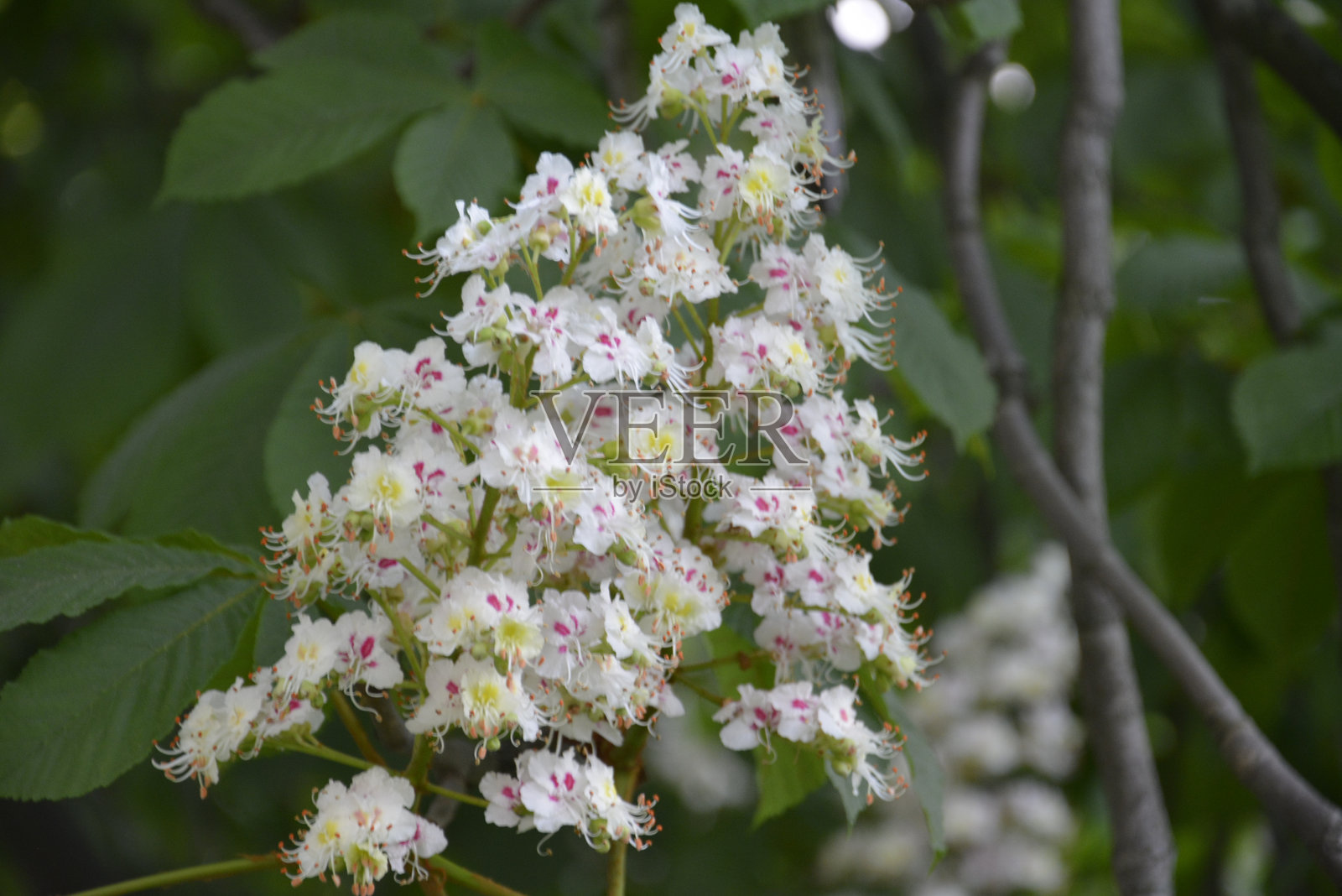 栗花照片摄影图片