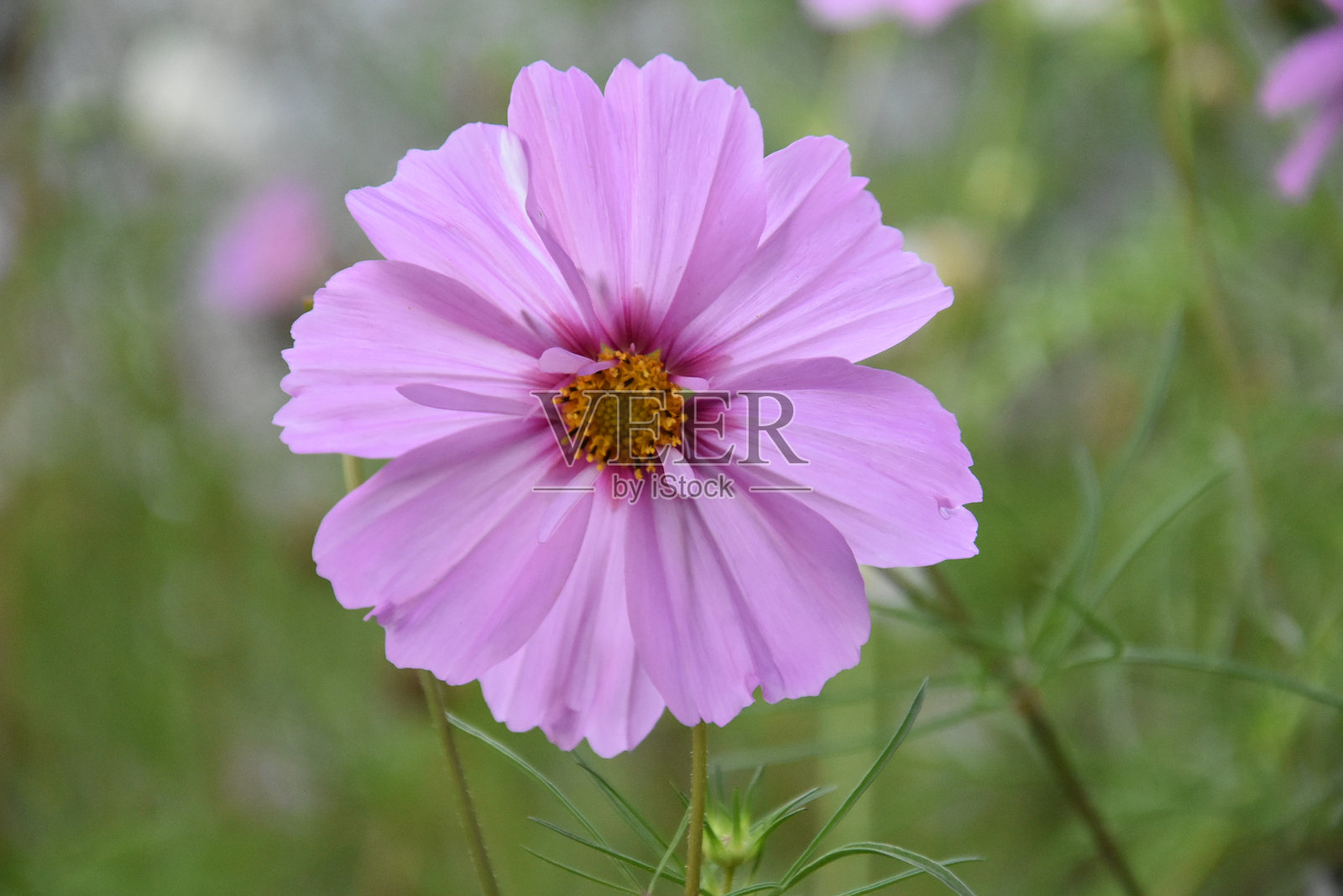 大波斯菊花照片摄影图片