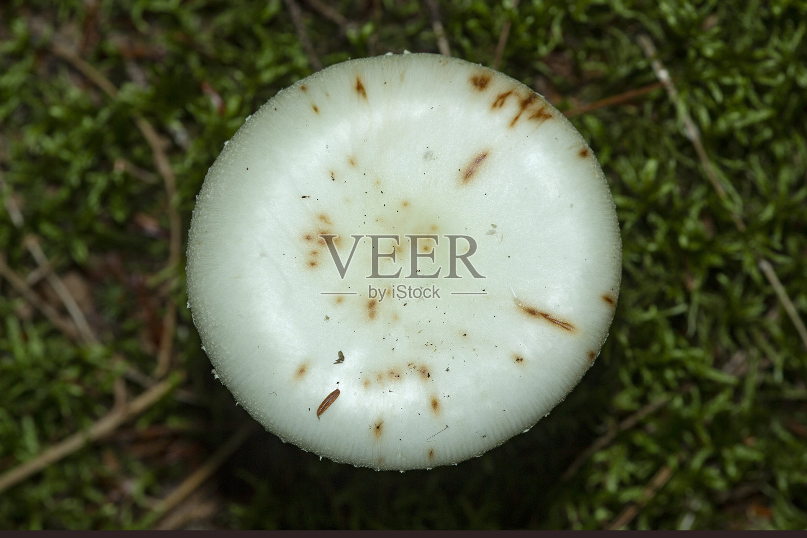 新罕布什尔州的死亡帽蘑菇的白色帽子。照片摄影图片