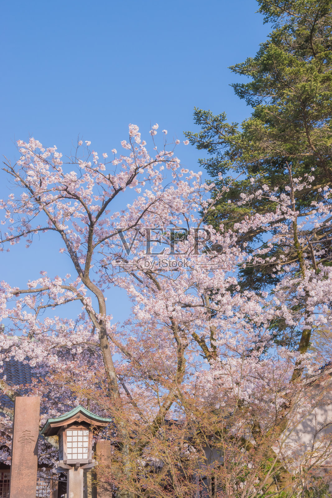 日本的樱花季节,称为樱花,通常在春季举行,吸引大量游客前来欣赏盛开的粉色花朵。拍摄于日本金泽,2024年4月12日。照片摄影图片
