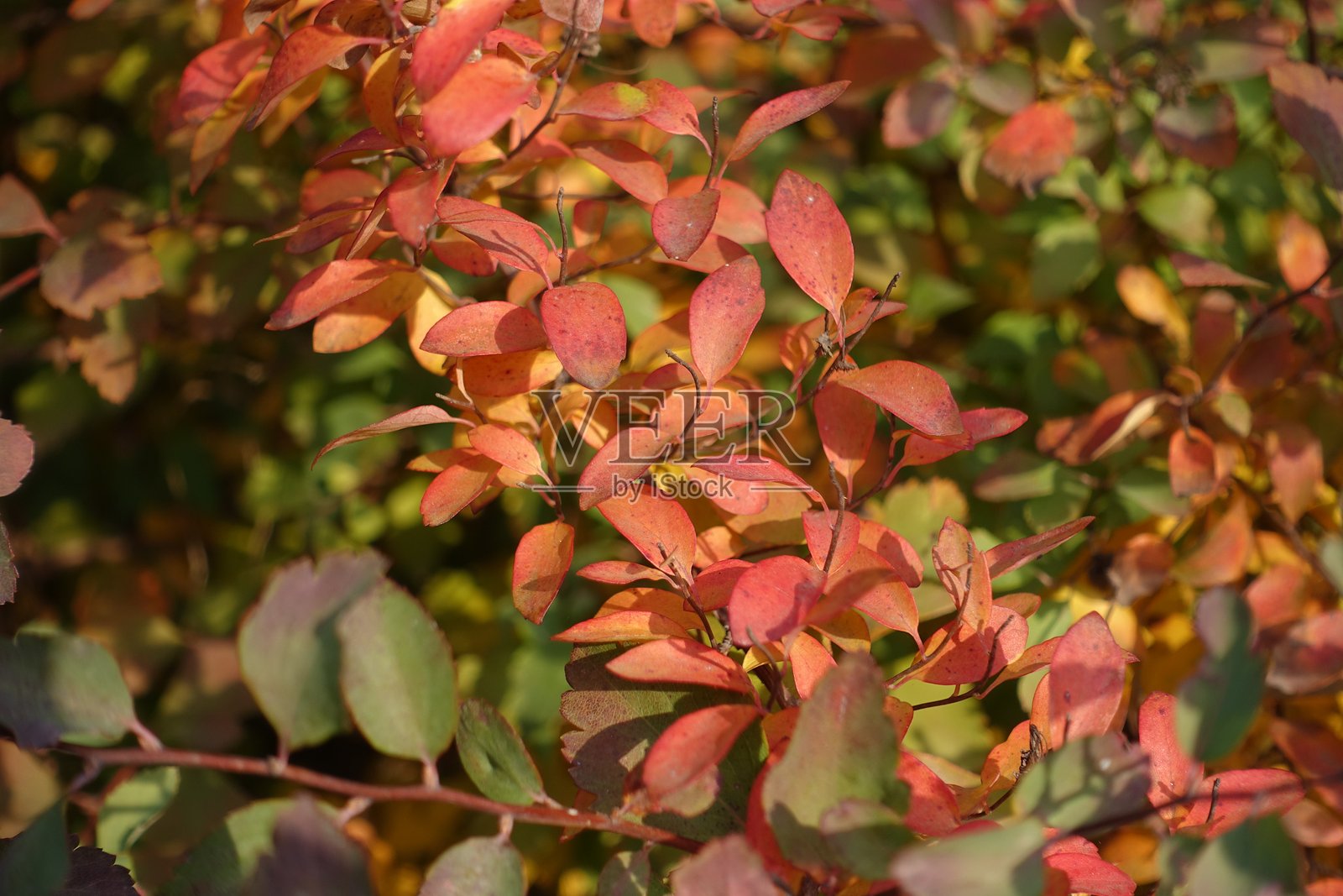十月中旬，万寿菊的秋季叶片特写照片摄影图片