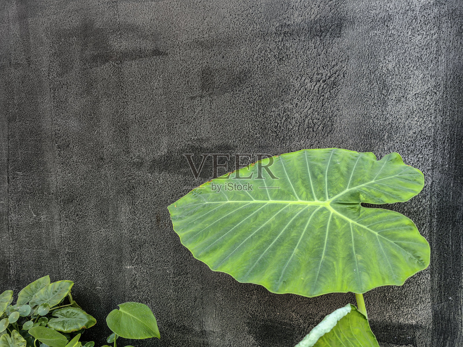 老旧混凝土墙上的破裂和污垢斑点与象耳叶子。照片摄影图片