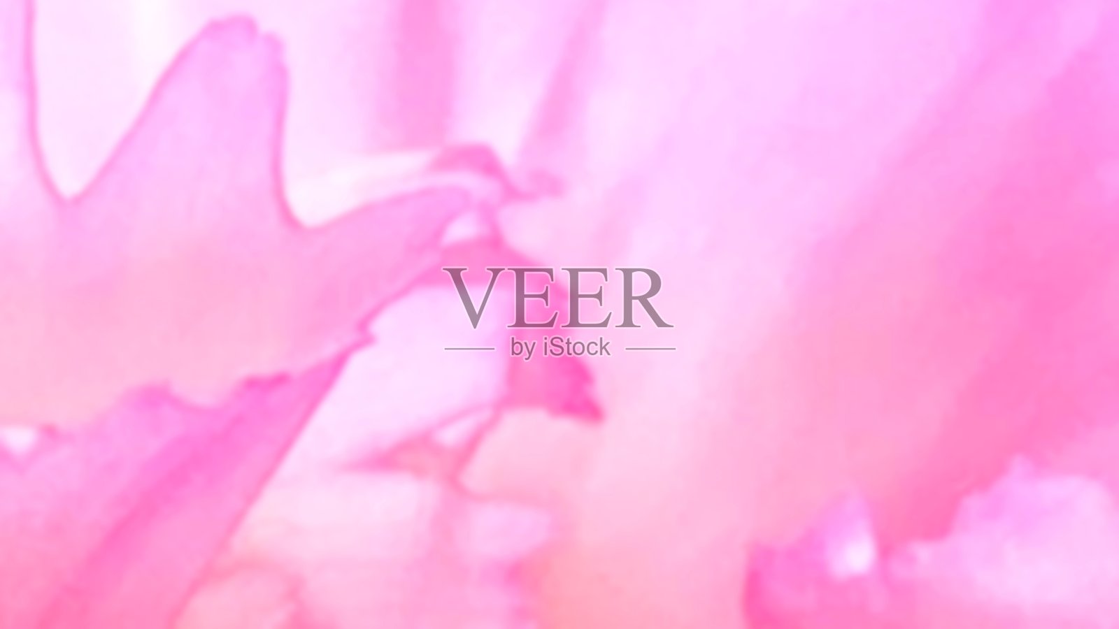 粉色花瓣象征爱情，浪漫的婚礼背景照片摄影图片