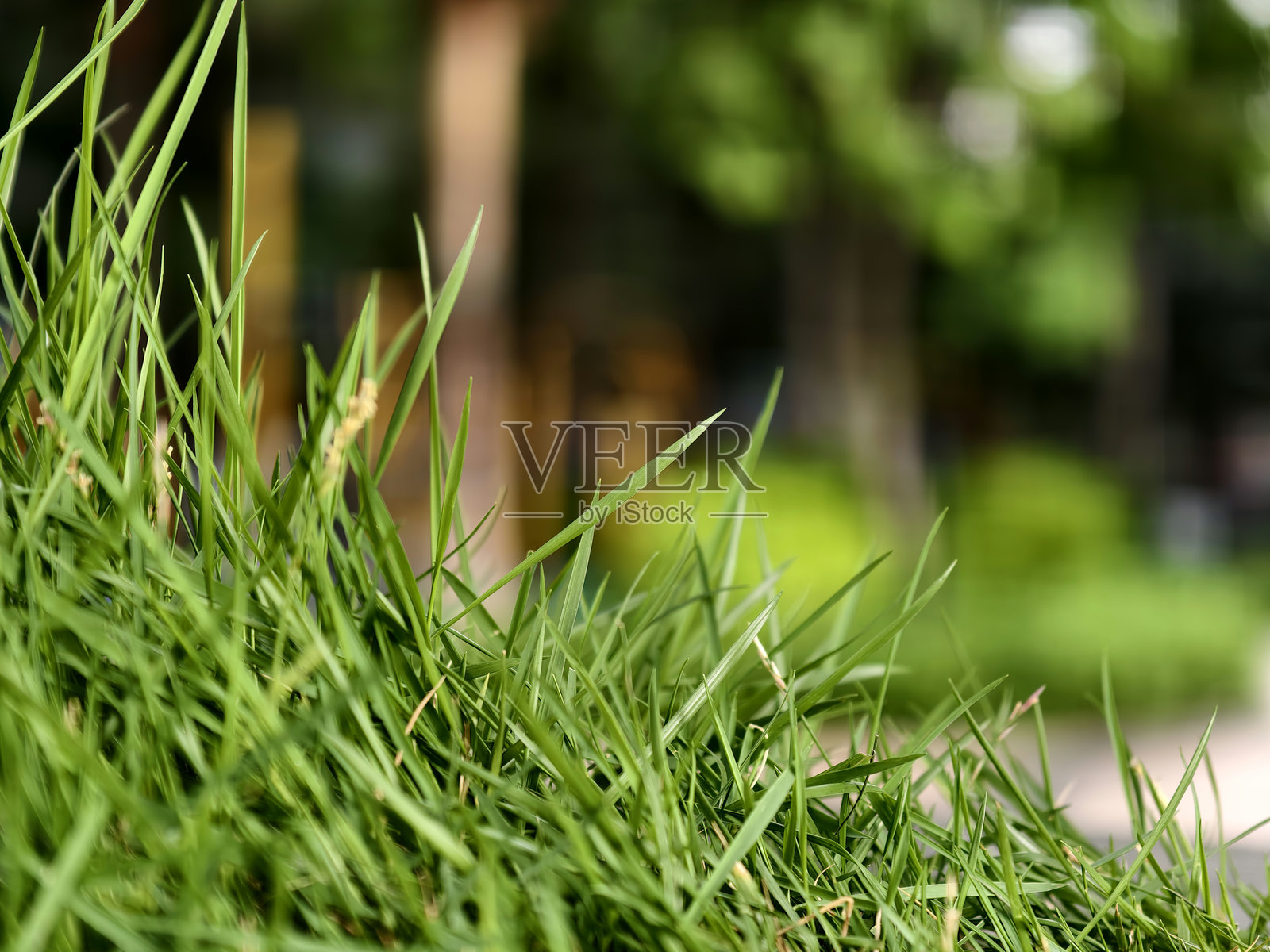 公园里的绿草照片摄影图片