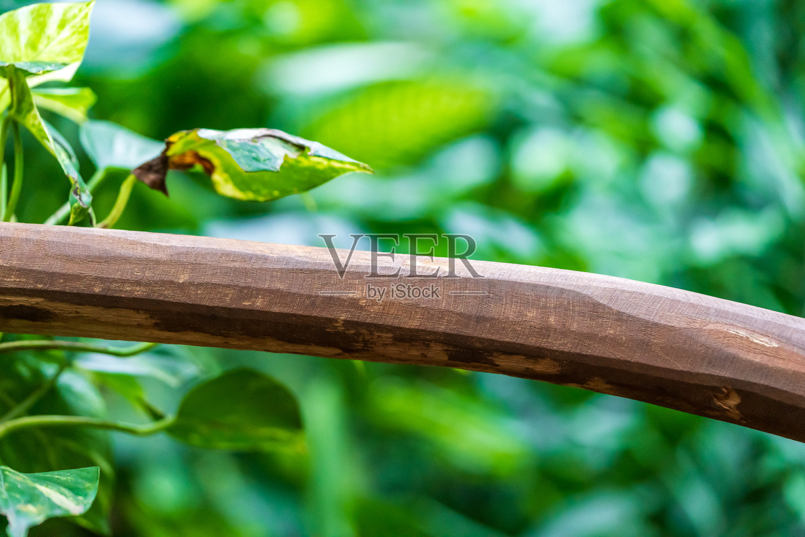 绿色热带植物前的木栅栏照片摄影图片