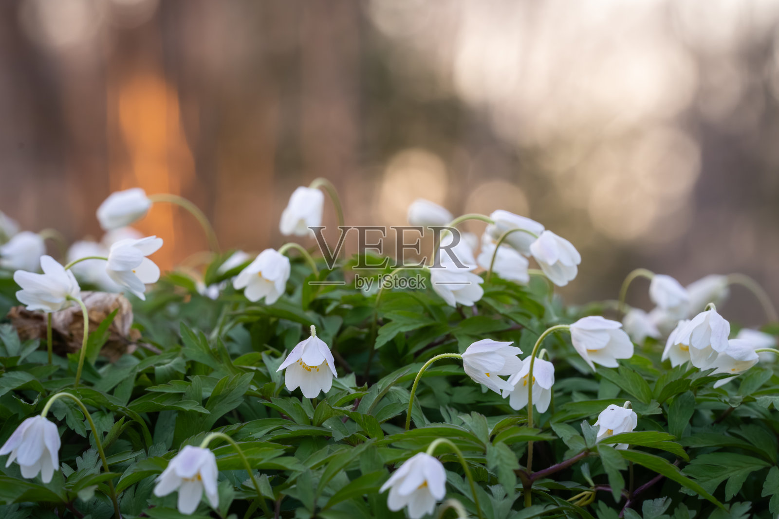 黄昏时分逆光照射下的木兰花（Anemone nemorosa）照片摄影图片
