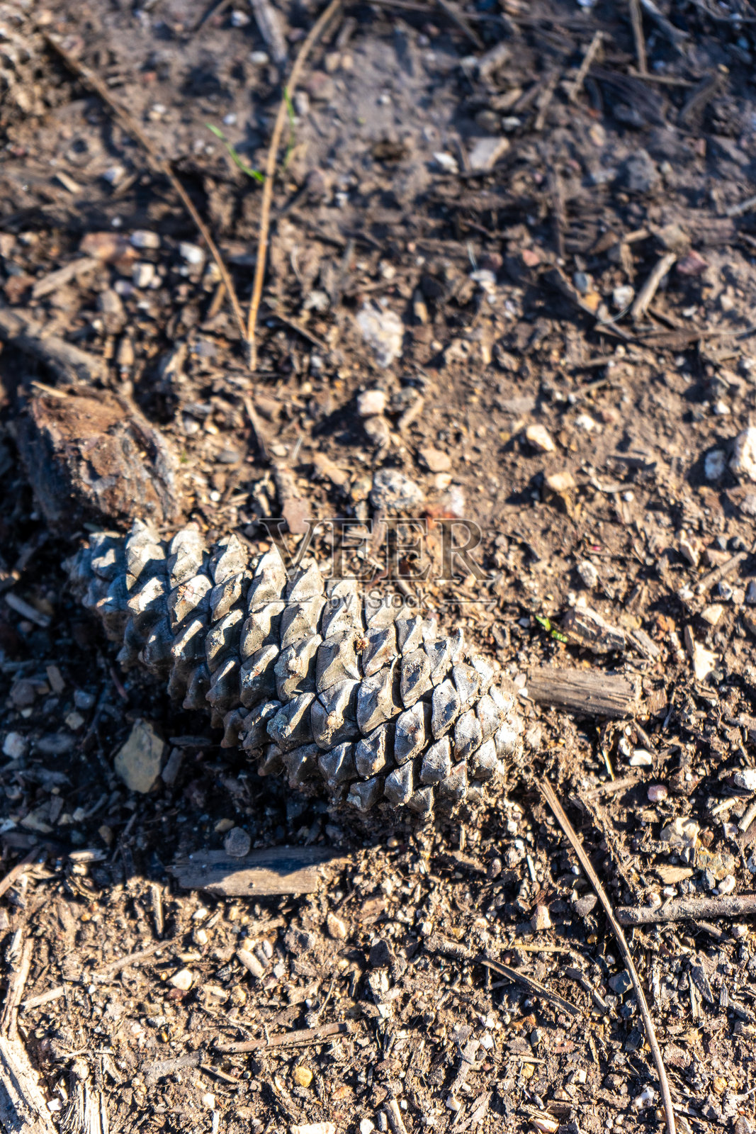 裸土上单个松果的特写。照片摄影图片