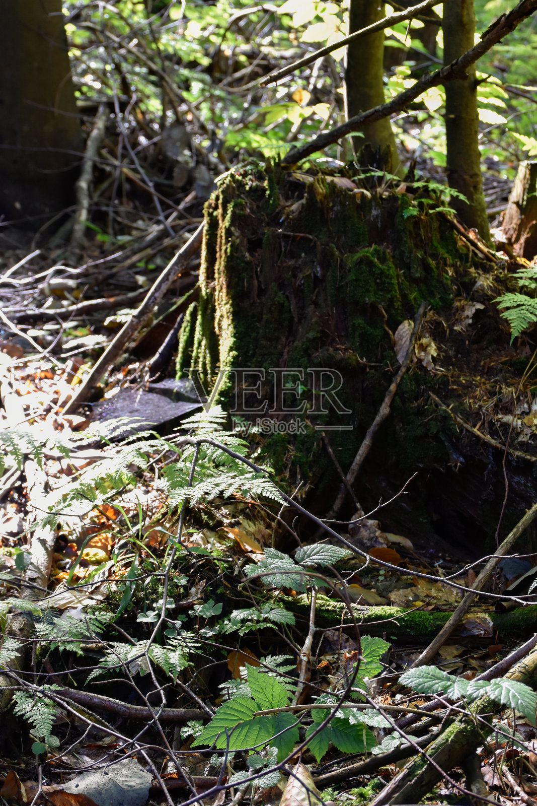 阳光洒在绿色蕨类植物的叶子上，树桩，苔藓，野生自然，林地。照片摄影图片