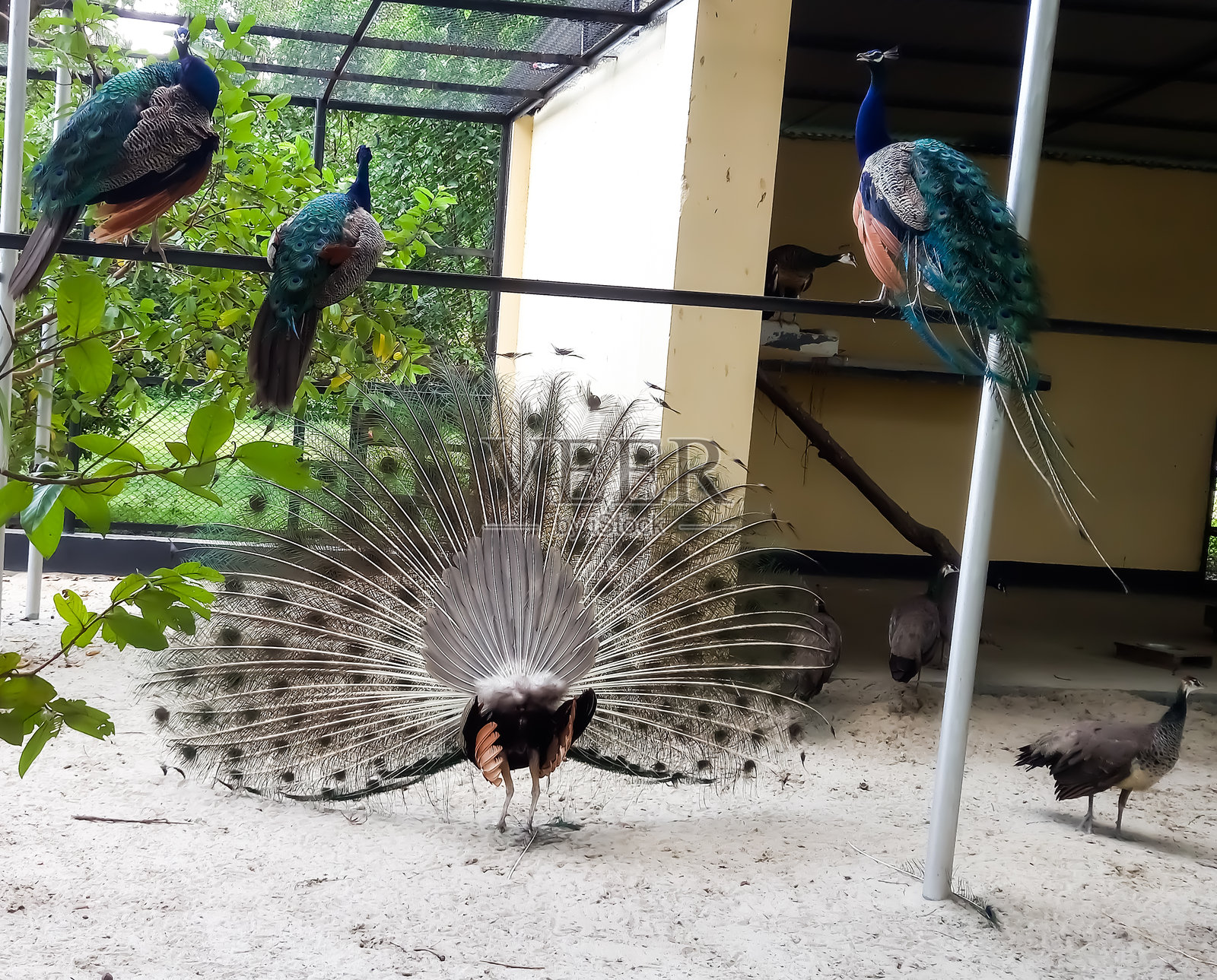 2024年7月17日。印度蓝孔雀（Pavo cristatus），春季繁衍季节的雄性展开尾羽，位于乌克兰阿斯卡尼亚-诺瓦。照片摄影图片