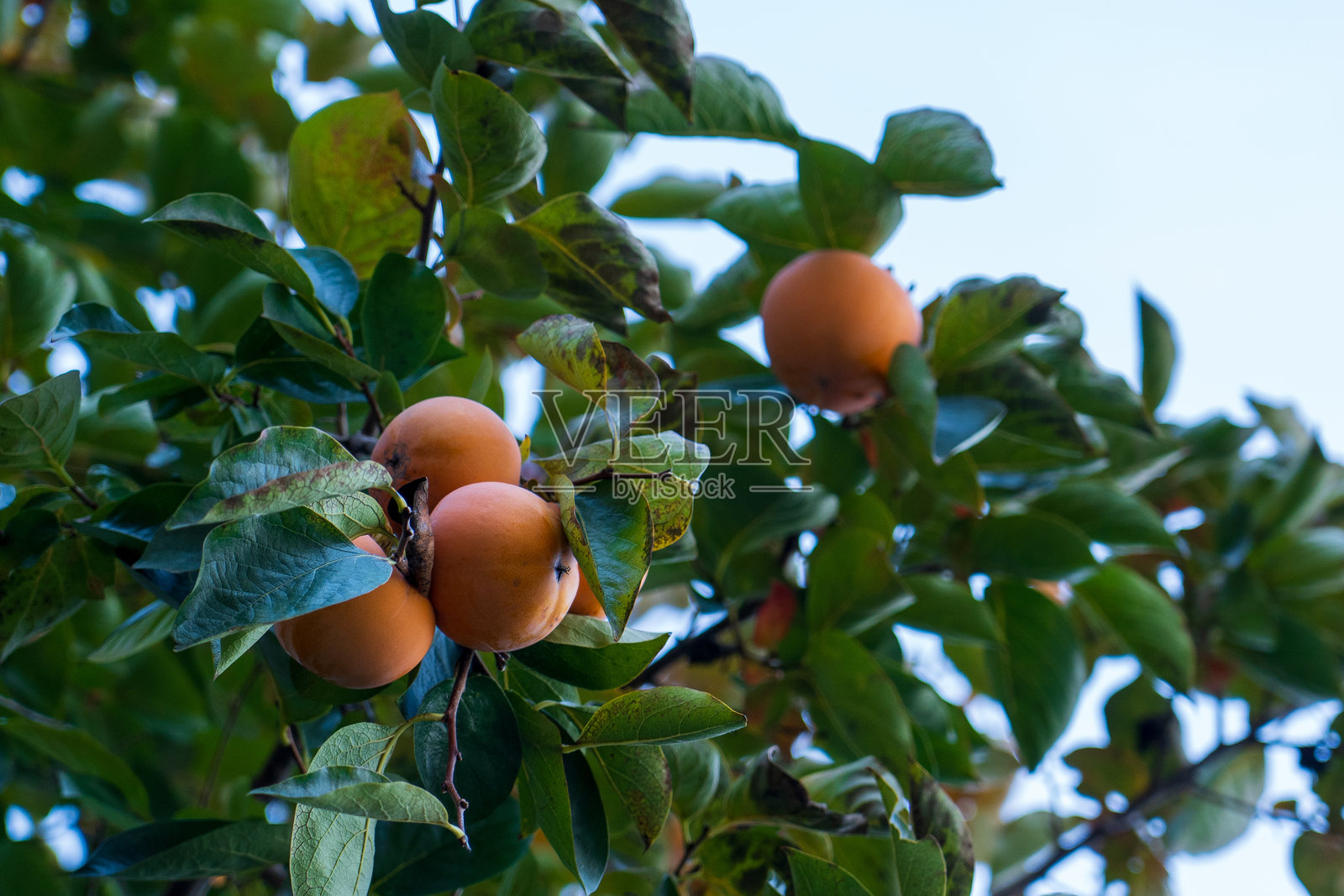 意大利加尔达湖的利莫内 - 2024年11月7日：树上的柿子果实。柿子在树枝上生长。照片摄影图片