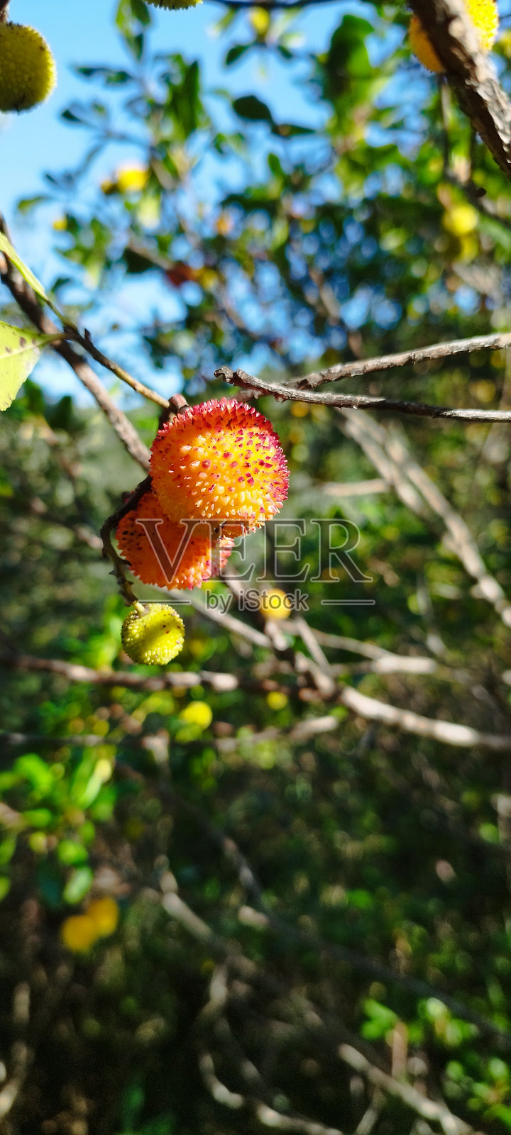 美味的照片摄影图片