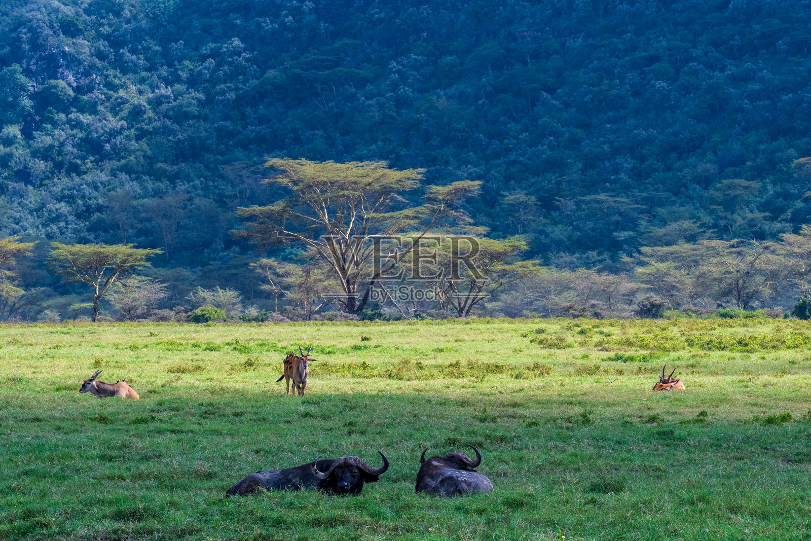 普通大羚羊和水牛照片摄影图片