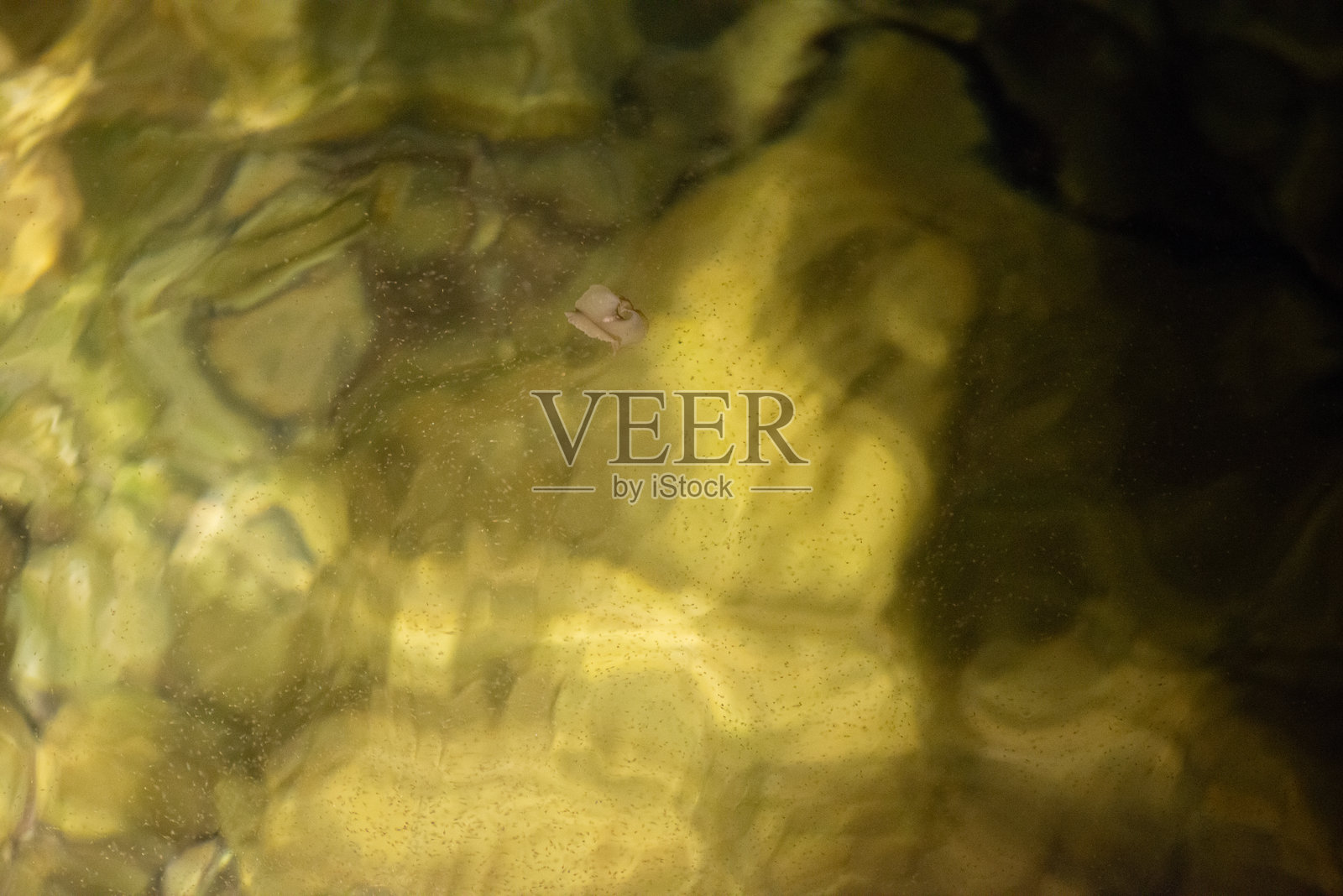 夜间水面与鱼卵照片摄影图片