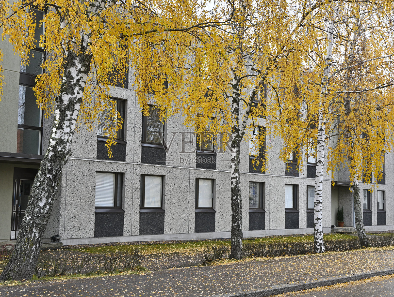 城市环境中，一排白桦树在灰色住宅建筑前，树叶呈现金色秋季色彩。照片摄影图片