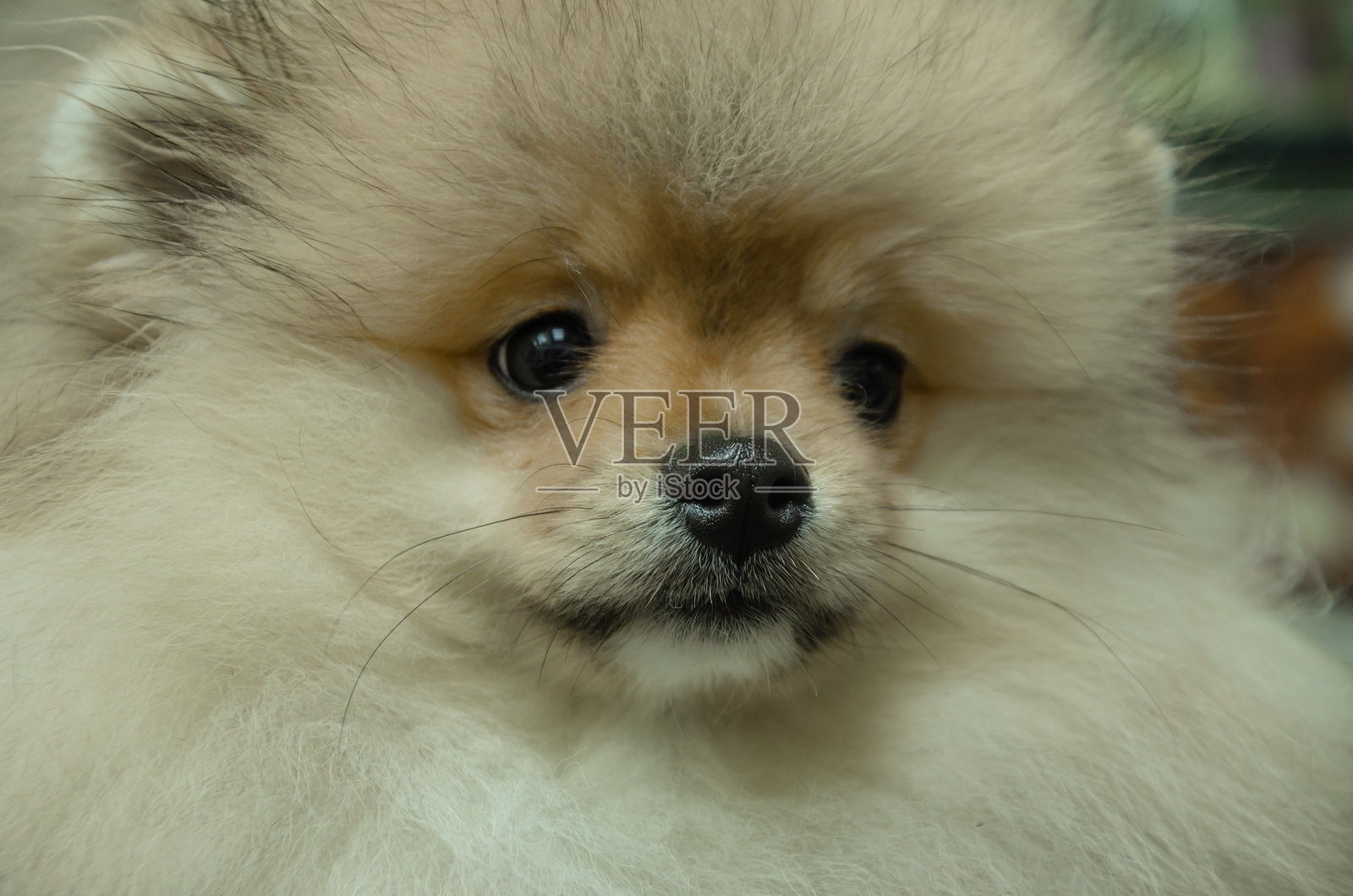 一只小博美犬的肖像，小狗照片摄影图片