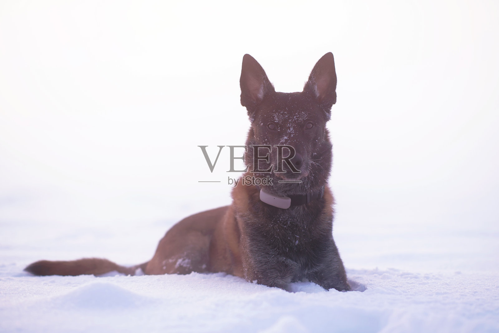 严肃的比利时牧羊犬玛利诺瓦戴着黑色的项圈，戴着棕色的GPS追踪器，躺在冬天多雾的雪地上，在户外摆姿势照片摄影图片